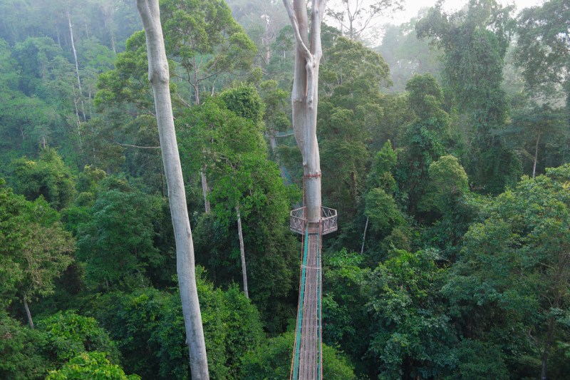 Danum Valley Rainforest Canopy walk Bridges