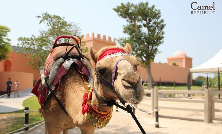 Camel Republic01