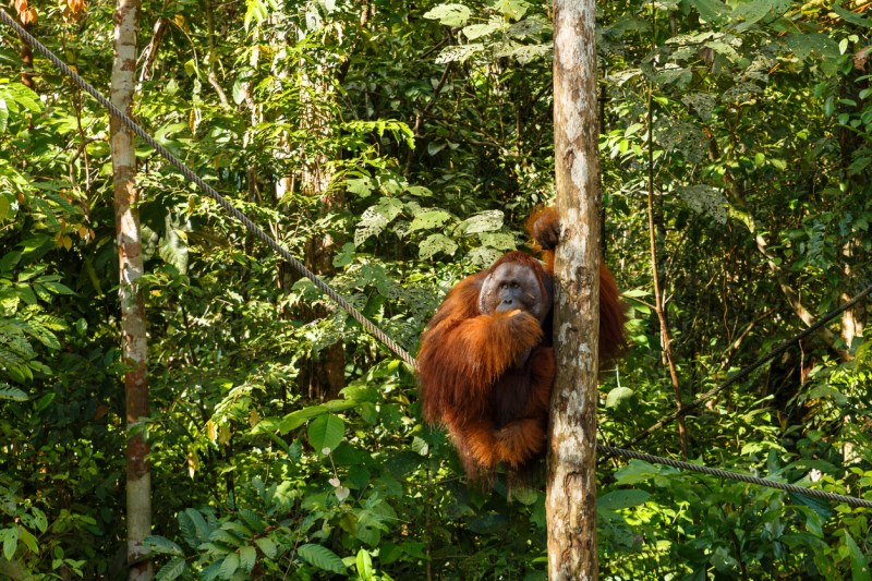 orangutan sitting in a tree Semenggoh-Wildlife-Centre