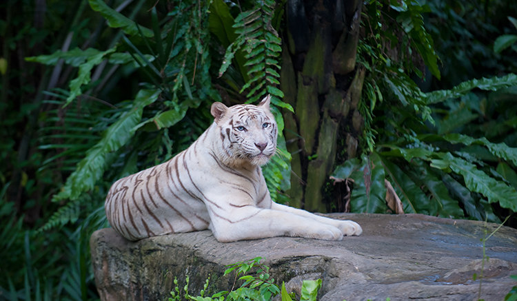2.Singapore-Zoo-1.jpg