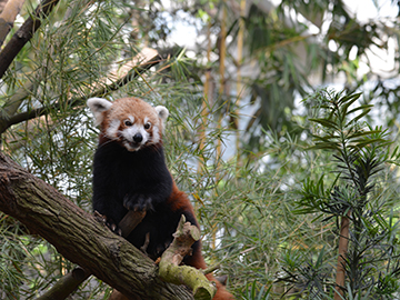 2.Singapore-Zoo-3.jpg