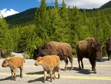 Yellowstone National Park