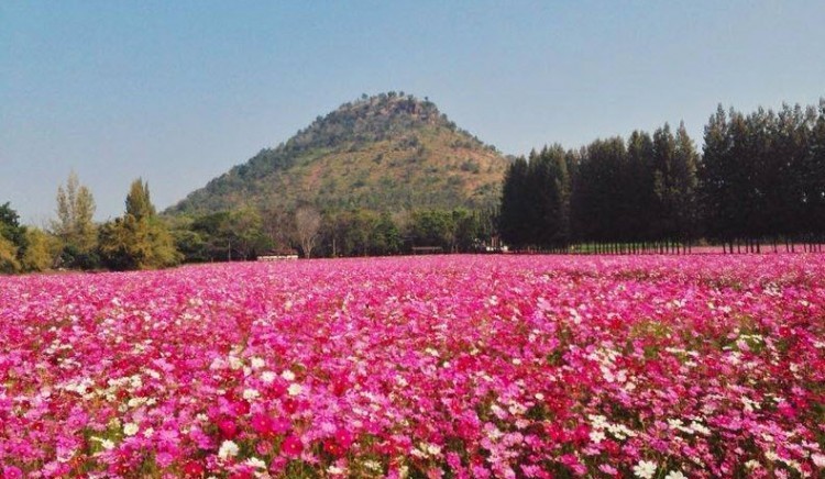 Jim Thompson Farm