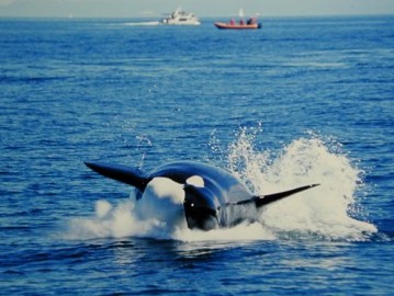 ปลาวาฬเพชรฆาต ที่นอร์เวย์