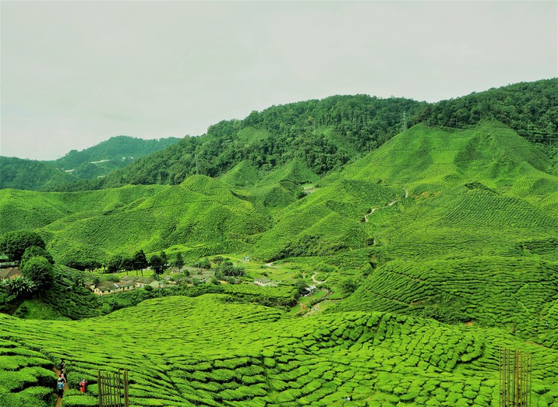 Cameron Highlands Malaysia