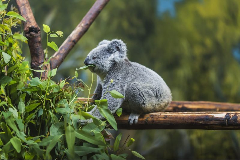 3. Koala Currumbin Wildlife Sanctuary Gold Coast
