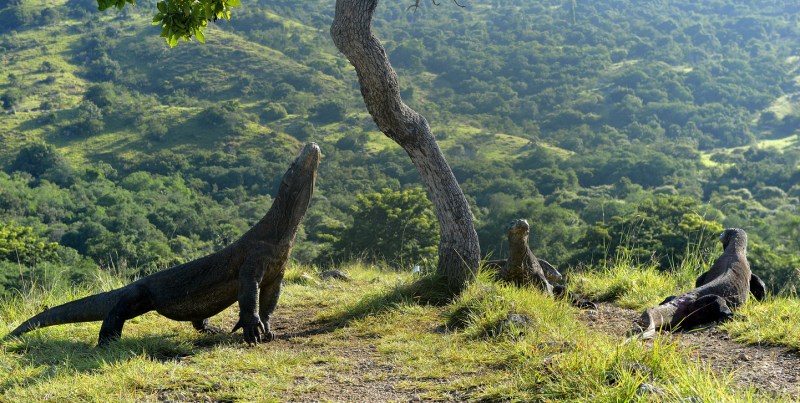 The Komodo dragons