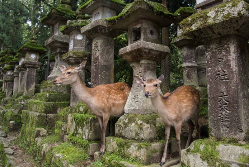 3. Nara