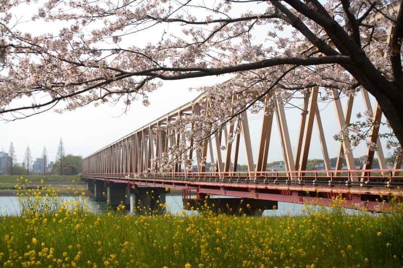 Cherry blossoms in Oita city