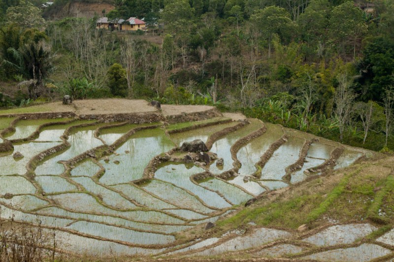 The ricefield in Cara with circular forms - Indonesia.