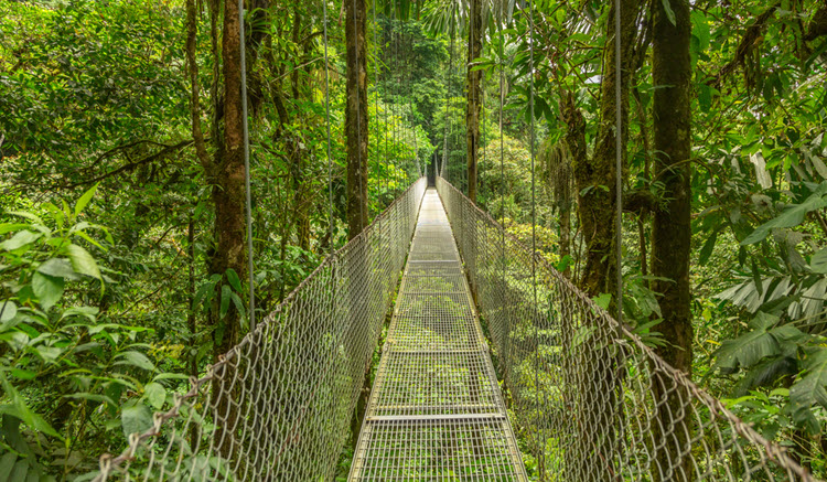 5. Rabbit - 1 - Costa Rica