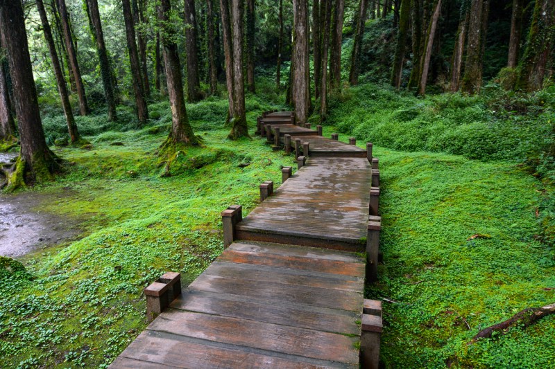 Boardwalk through peaceful forest at Alishan National Scenic Area, Taiwan