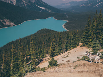 Rhythm of Journey - Canada - Banff National Park - Lake Peyto