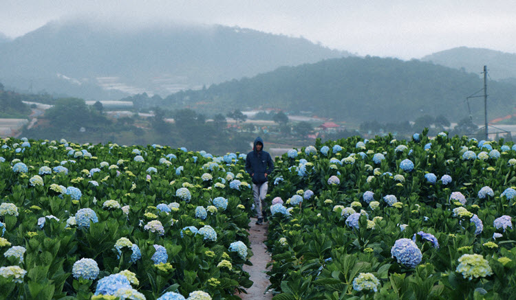 Rhythm of Journey - Da Lat - Garden Hydrangeas