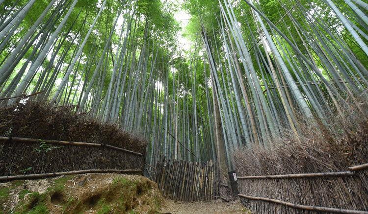 Rhythm of Journey - Kyoto - Arashiyama Bamboo Grove