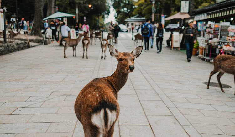 Rhythm of Journey - Nara - Nara Park
