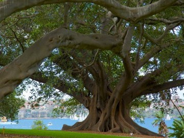 Royal Botanic Gardens03