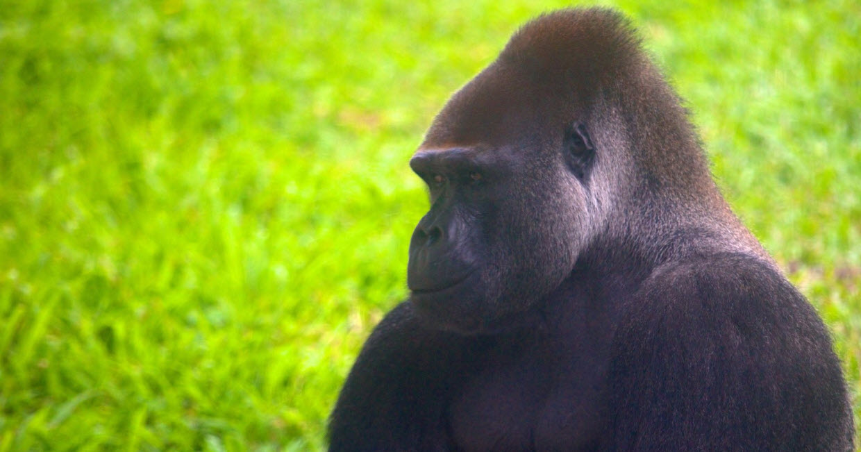 Taipei Zoo