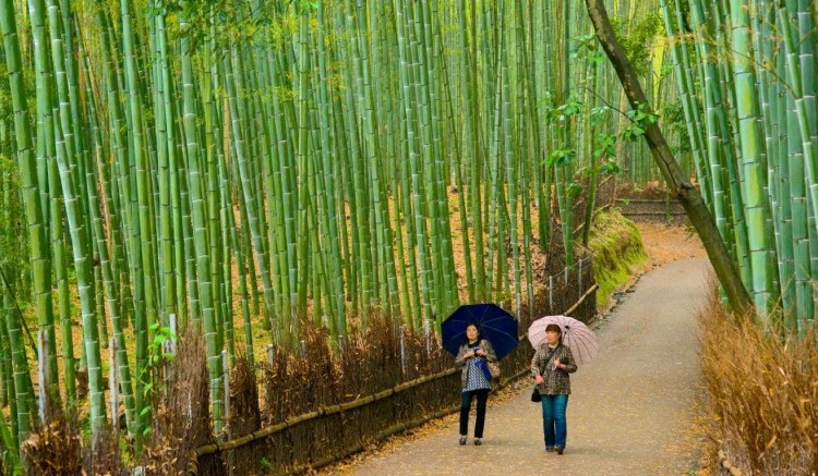 bamboo forest
