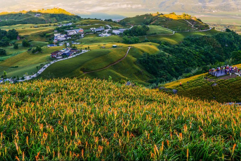 Hualien Blossom