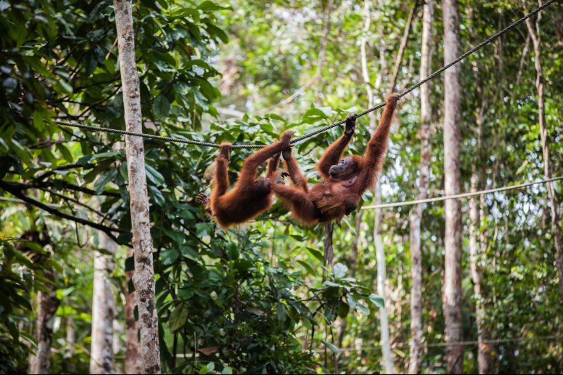 Indonesia - North Sumatra - Bukit Lawang