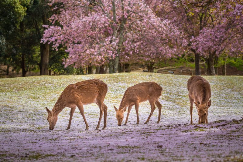 3. Nara