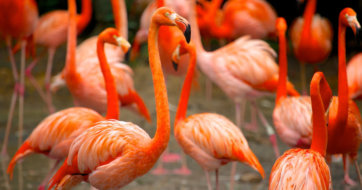 สวนนกจูร่ง (Jurong Bird Park)