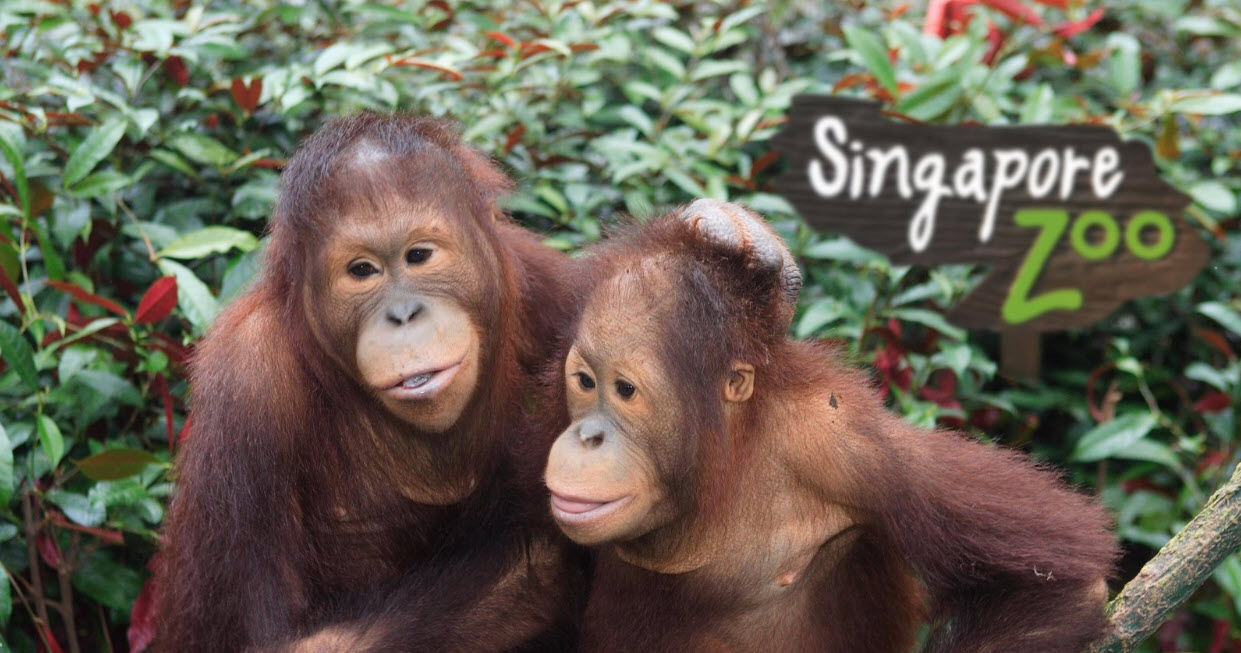 สวนสัตว์สิงคโปร์ (Singapore Zoo)
