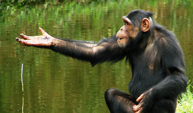 02-Congo-River-2