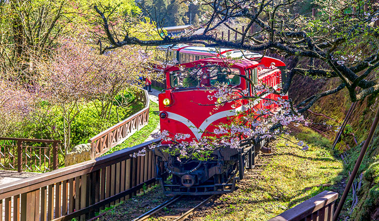 1.Alishan-National-Park-1.jpg