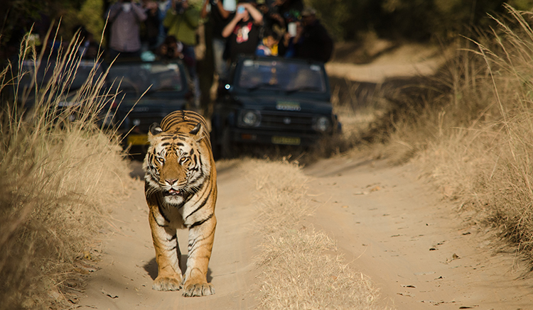 1.Bandhavgarh-National-Park-1