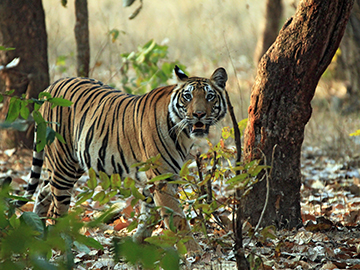 1.Bandhavgarh-National-Park-2