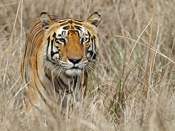 1.Bandhavgarh-National-Park-3