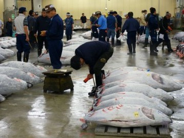 1.Tsukiji Fish Market (1)