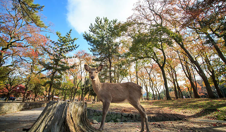 1.สวนนารา-Nara-Park-1.jpg