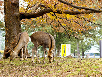 1.สวนนารา-Nara-Park-2.jpg