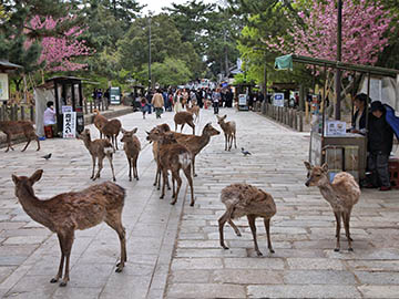 1.สวนนารา-Nara-Park-3.jpg