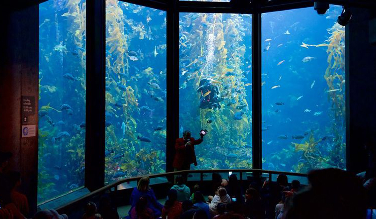 10.Monterey Bay Aquarium-1
