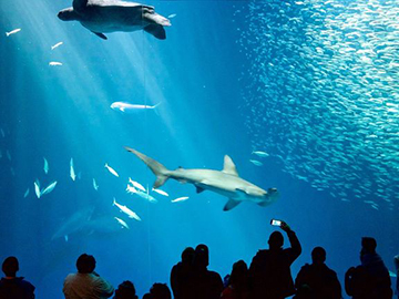 10.Monterey Bay Aquarium-2