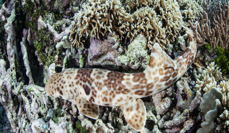 2-