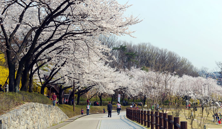 2-Seoul Forest-2