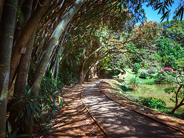 2.2.Royal-Peradeniya-Botanical-Garden-3