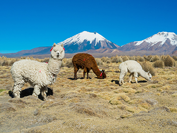 2.Lauca-National-Park-2