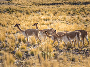 2.Lauca-National-Park-3