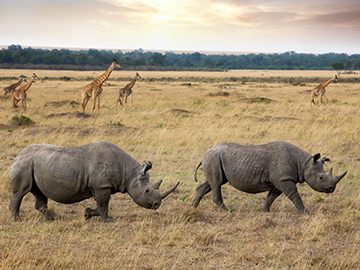 2.Maasai-Mara-National-Reserve-3