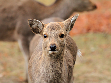 2.Nara-Park-2