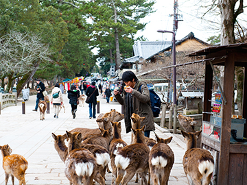 2.Nara-Park-3