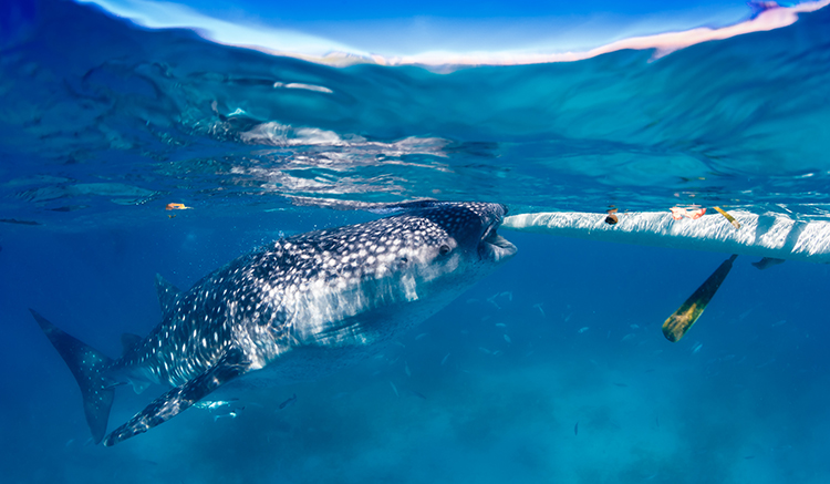 2.whale-shark-2