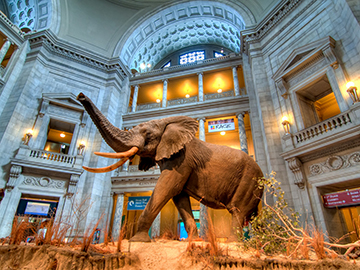 2.พิพิธภัณฑ์ประวัติศาสตร์ธรรมชาติ-National-Museum-of-Natural-History-สหรัฐอเมริกา-2