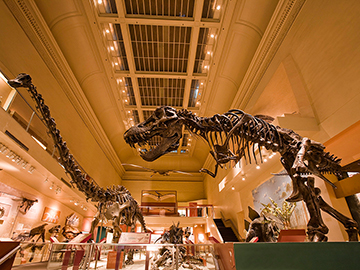 2.พิพิธภัณฑ์ประวัติศาสตร์ธรรมชาติ (National Museum of Natural History), สหรัฐอเมริกา-3